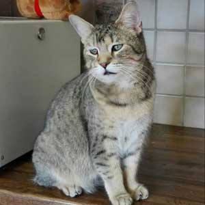 Tiksi(Тикси), кошки и котята Pixiebob (пиксибоб)