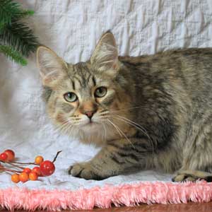 Night Fairy(Ночная фея), кошки и котята Pixiebob (пиксибоб)