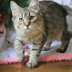 Night Fairy(Ночная фея), кошки и котята Pixiebob (пиксибоб)